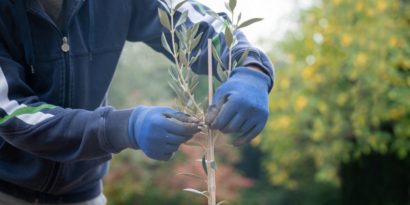 Olive Tree Removal