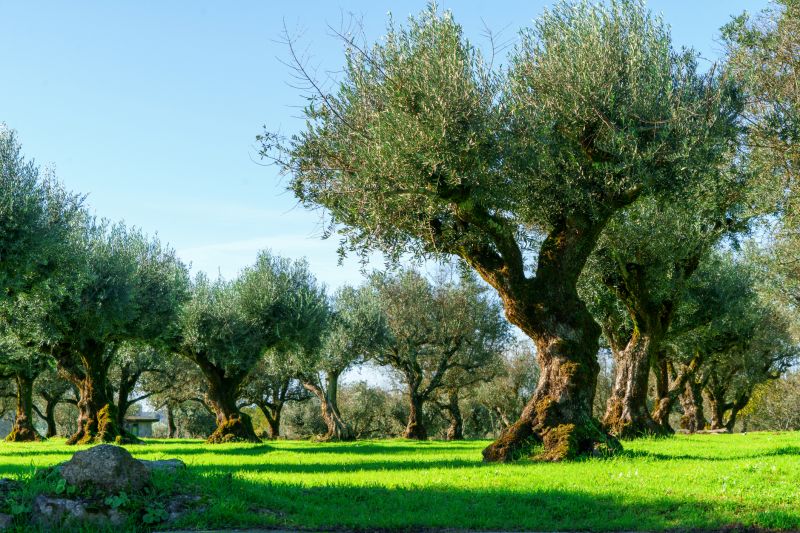 Olive Tree Removal